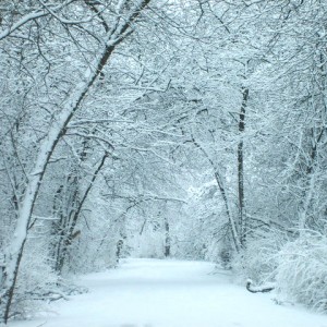 WINTER SKIN WINTER SKIN